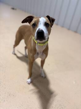 Mixed Breed Dogs Available for Adoption in Pembroke, Massachusetts - Ellie | PetCurious