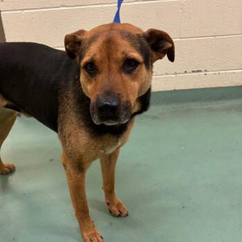 Mixed Breed Dogs Available for Adoption in Memphis, Tennessee - Chuck/Terry | PetCurious