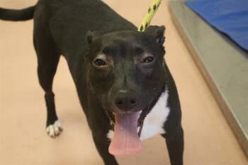 Rescue Mixed Breed Dogs for Adoption in Columbia, South Carolina - RACHEL | PetCurious