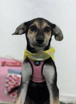 Madame-One of our Amazing Rescue Dogs -  German Pinscher and Dachshund Dog for Adoption in Carlsbad, California - Madame-One Of Our Amazing Rescue Dogs | PetCurious