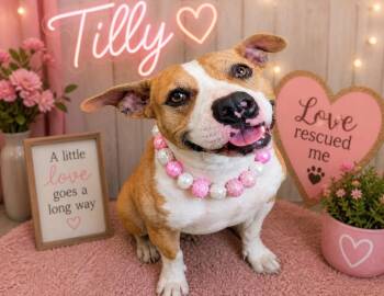American Staffordshire Terrier Dogs Available for Adoption in Houston, Texas - Tilly | PetCurious