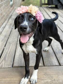 RAMSEY -  Pointer Dog Available for Adoption in Fort Walton Beach, Florida - RAMSEY | PetCurious