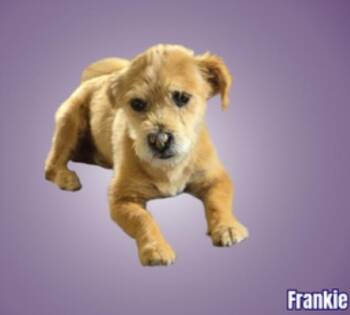 Terrier Dogs Available for Adoption in Cheektowaga, New York - Frankie | PetCurious
