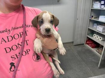 Labrador Retriever and Mixed Breed Dogs Available for Adoption - OAK | PetCurious