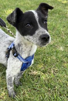 Australian Cattle Dog Blue Heeler Dogs Available for Adoption in Bell Gardens, California - TEDDY | PetCurious