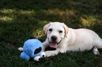 Dominic -  American Bulldog and Great Pyrenees Dog for Adoption in Falmouth, Maine - Dominic | PetCurious