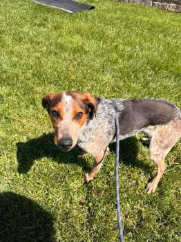 Australian Cattle Dog Blue Heeler Dogs Available for Adoption in Hillsboro, Ohio - Piper | PetCurious