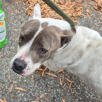 Rescue Mixed Breed Dogs for Adoption in Columbus, Georgia - 11/19/2025-Stray-13thAvenue | PetCurious