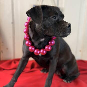 Pug Dogs Available for Adoption in Atlanta, Texas - Marlee - Transport 4/24&25 | PetCurious