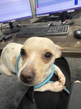 Mixed Breed Dogs Available for Adoption in West Chester, Pennsylvania - Matilda | PetCurious