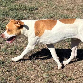 Fletcher -  American Staffordshire Terrier and Mixed Breed Dog for Adoption in Hackett, Arkansas - Fletcher | PetCurious