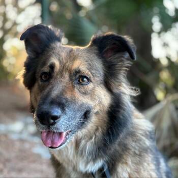 Rescue Collie and Shepherd Dogs for Adoption in Austin, Texas - Icy | PetCurious