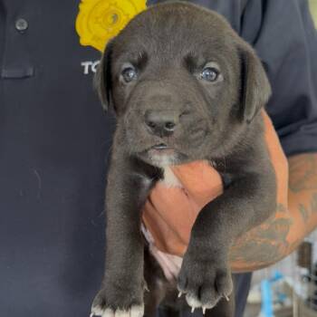 Breaux -  Pit Bull Terrier and Mixed Breed Dog for Adoption in Detroit Lakes, Minnesota - Breaux | PetCurious