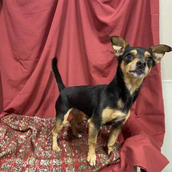 A611370 -  Chihuahua and Mixed Breed Dog for Adoption in Modesto, California - A611370 | PetCurious