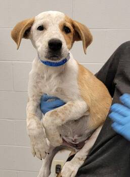 Utah -  Mixed Breed Dog for Adoption in Chillicothe, Ohio - Utah | PetCurious