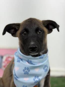 Angel-One of our Amazing Rescue Dogs -  Belgian Shepherd Malinois and Husky Dog for Adoption in Carlsbad, California - Angel-One Of Our Amazing Rescue Dogs | PetCurious
