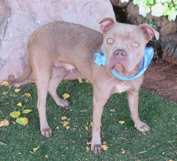 KOKO -  Pit Bull Terrier Dog for Adoption in Oklahoma City, Oklahoma - KOKO | PetCurious