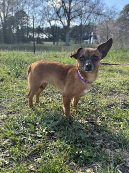 Rescue Chihuahua Dogs for Adoption in Troy, Alabama - Choochoo | PetCurious