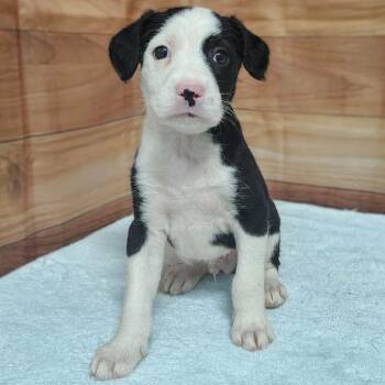 Standard Poodle and Mixed Breed Dogs Available for Adoption in Griswold, Connecticut - Saint | PetCurious