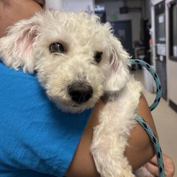 Paolo - Chino Hills Location -  Poodle and Terrier Dog for Adoption in Chino Hills, California - Paolo - Chino Hills Location | PetCurious