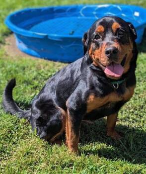 Stella -  Rottweiler Dog for Adoption in New Windsor, New York - Stella | PetCurious