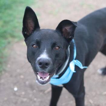 JOHNSON -  Labrador Retriever Dog for Adoption in San Antonio, Texas - JOHNSON | PetCurious