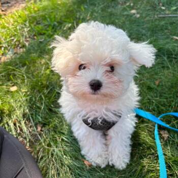 Walter -  Maltese and Poodle Dog for Adoption in Minneapolis, Minnesota - Walter | PetCurious
