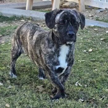 Reggie -  Husky and French Bulldog Dog for Adoption in Yucaipa, California - Reggie | PetCurious