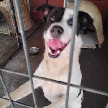Bridget -  Terrier and Mixed Breed Dog for Adoption in Dover, Arkansas - Bridget | PetCurious