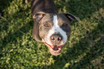 Cheech -  American Staffordshire Terrier Dog for Adoption in Calhoun, Georgia - Cheech | PetCurious