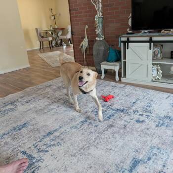 Susie -  Cattle Dog and Mixed Breed Dog for Adoption in Tacoma, Washington - Susie | PetCurious