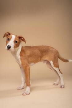 Sir Mix-a-lot -  Mixed Breed Dog for Adoption in Fort Worth, Texas - Sir Mix-a-lot | PetCurious