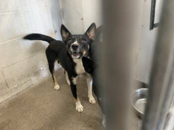 Rescue Australian Kelpie and Mixed Breed Dogs for Adoption in San Bernardino, California - BERNADETTE | PetCurious