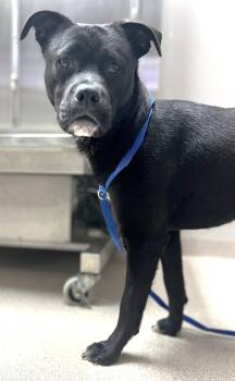 Chihuahua and Labrador Retriever Dogs Available for Adoption in Locust Grove, Georgia - Doppio | PetCurious