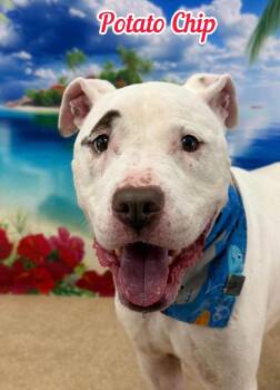 Potato Chip -  Mixed Breed Dog for Adoption in Flint, Michigan - Potato Chip | PetCurious