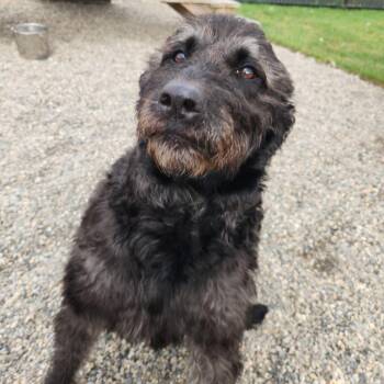 Mavis -  Poodle and Labrador Retriever Dog for Adoption in Fort Wayne, Indiana - Mavis | PetCurious