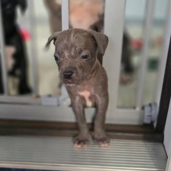 Mixed Breed Dogs Available for Adoption in Hinesville, Georgia - Sam Aka Tiny | PetCurious