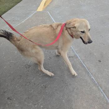 Autumn -  Mixed Breed Dog for Adoption in Pauls Valley, Oklahoma - Autumn | PetCurious