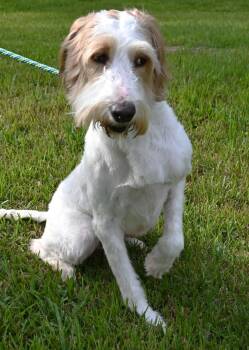 Cooper (Ready to Play and Snuggle) -  Goldendoodle Dog for Adoption in Mobile, Alabama - Cooper (Ready To Play And Snuggle) | PetCurious