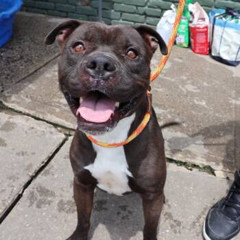 Rescue Pit Bull Terrier Dogs for Adoption in Newark, New Jersey - Lucho | PetCurious