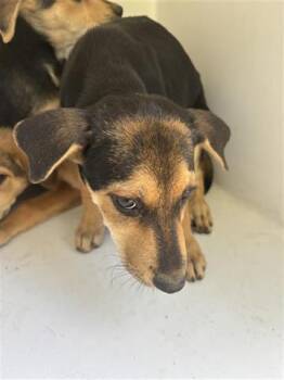 Rescue German Shepherd Dog and Mixed Breed Dogs for Adoption in Houston, Texas - A643315 | PetCurious