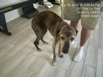 Rescue Boxer Dogs for Adoption in Ocala, Florida - JOJO | PetCurious