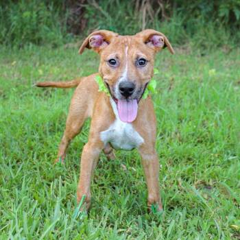 Dunn -  Mixed Breed Dog for Adoption in Lake Jackson, Texas - Dunn | PetCurious