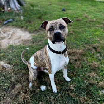 Whippet and American Bulldog Dogs Available for Adoption - COCO | PetCurious