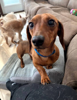 Rescue Dachshund Dogs for Adoption in Sioux Falls, South Dakota - Biscuit | PetCurious