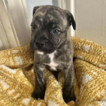 Rescue American Staffordshire Terrier and Terrier Dogs for Adoption in Liverpool, Texas - Pumpkin | PetCurious