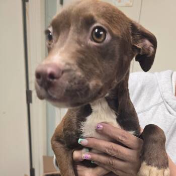 Velma -  Pit Bull Terrier Dog for Adoption in Waldorf, Maryland - Velma | PetCurious