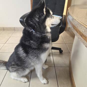 Dakota -  Siberian Husky Dog Available for Adoption in West Branch, Michigan - Dakota | PetCurious
