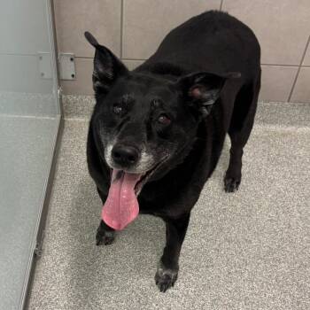 Ellie -  Mixed Breed Dog for Adoption in Oak Brook, Illinois - Ellie | PetCurious