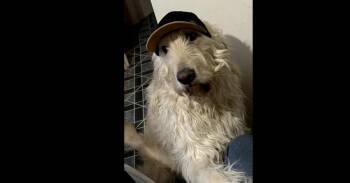 Sully -  Labradoodle Dog for Adoption in Dallas, Texas - Sully | PetCurious